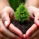 Hands planting a small tree sapling